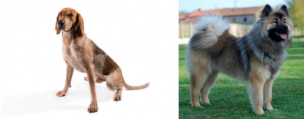 Eurasier vs Coonhound - Breed Comparison