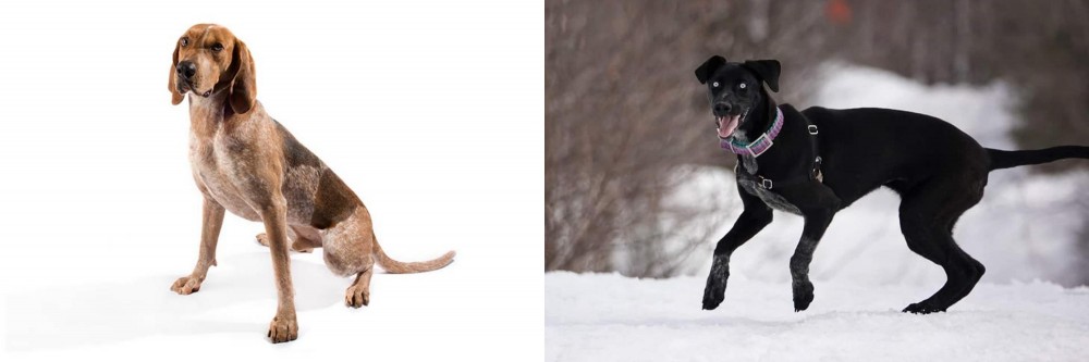 Eurohound vs Coonhound - Breed Comparison