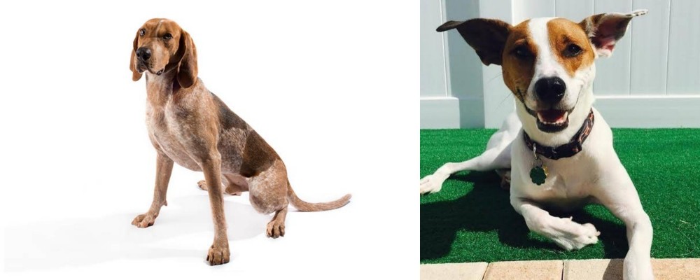 Feist vs Coonhound - Breed Comparison