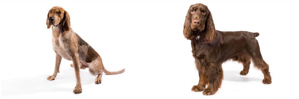 Field Spaniel vs Coonhound - Breed Comparison