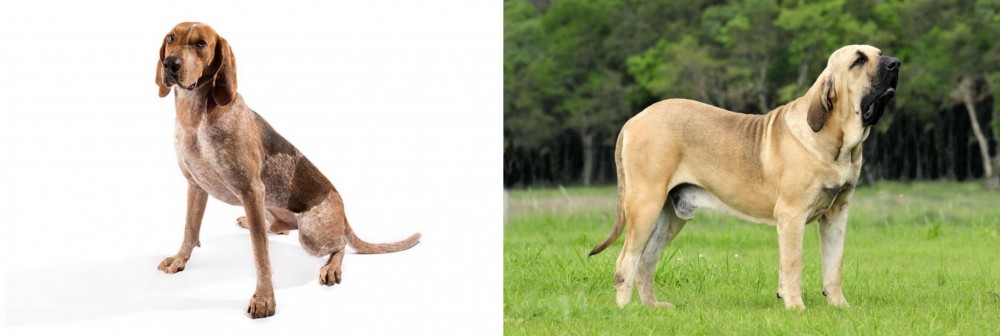Fila Brasileiro vs Coonhound - Breed Comparison