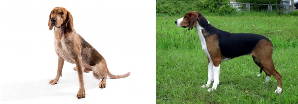 Finnish Hound vs Coonhound - Breed Comparison