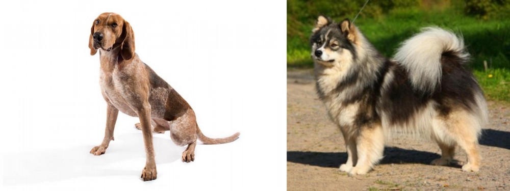 Finnish Lapphund vs Coonhound - Breed Comparison