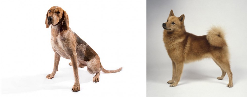 Finnish Spitz vs Coonhound - Breed Comparison