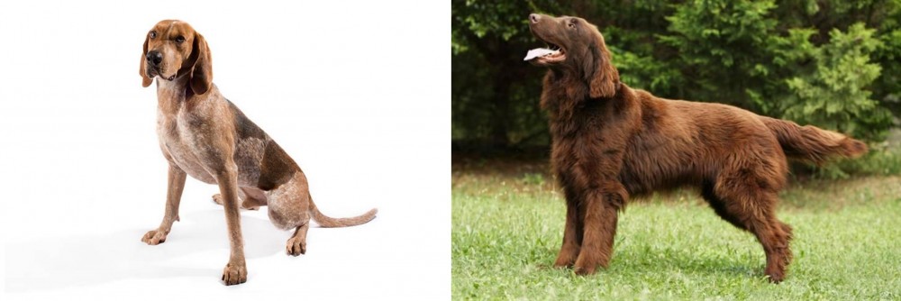 Flat-Coated Retriever vs Coonhound - Breed Comparison
