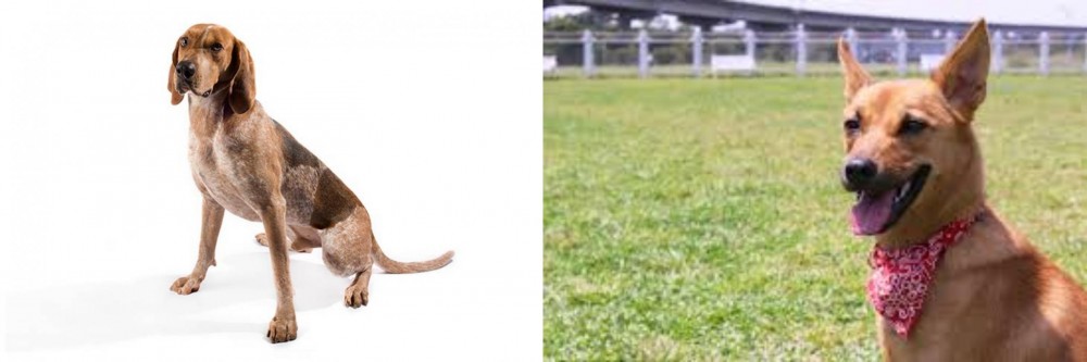 Formosan Mountain Dog vs Coonhound - Breed Comparison