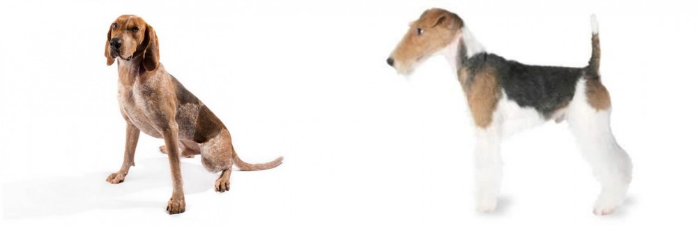 Fox Terrier vs Coonhound - Breed Comparison