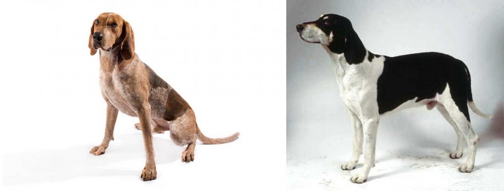 Francais Blanc et Noir vs Coonhound - Breed Comparison