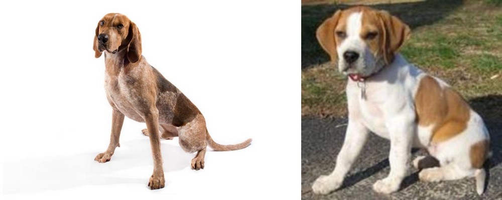 Francais Blanc et Orange vs Coonhound - Breed Comparison