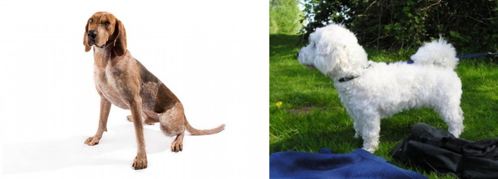 Franzuskaya Bolonka vs Coonhound - Breed Comparison