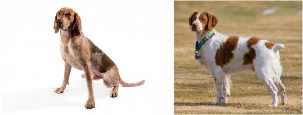 French Brittany vs Coonhound - Breed Comparison