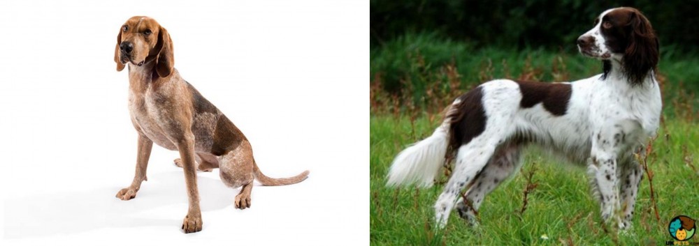 French Spaniel vs Coonhound - Breed Comparison