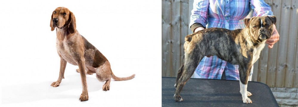 Fruggle vs Coonhound - Breed Comparison