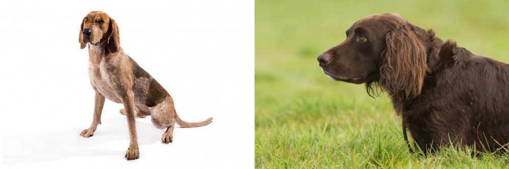 German Longhaired Pointer vs Coonhound - Breed Comparison