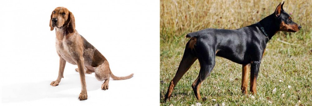 German Pinscher vs Coonhound - Breed Comparison
