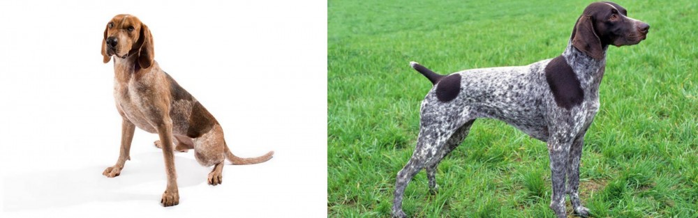 German Shorthaired Pointer vs Coonhound - Breed Comparison