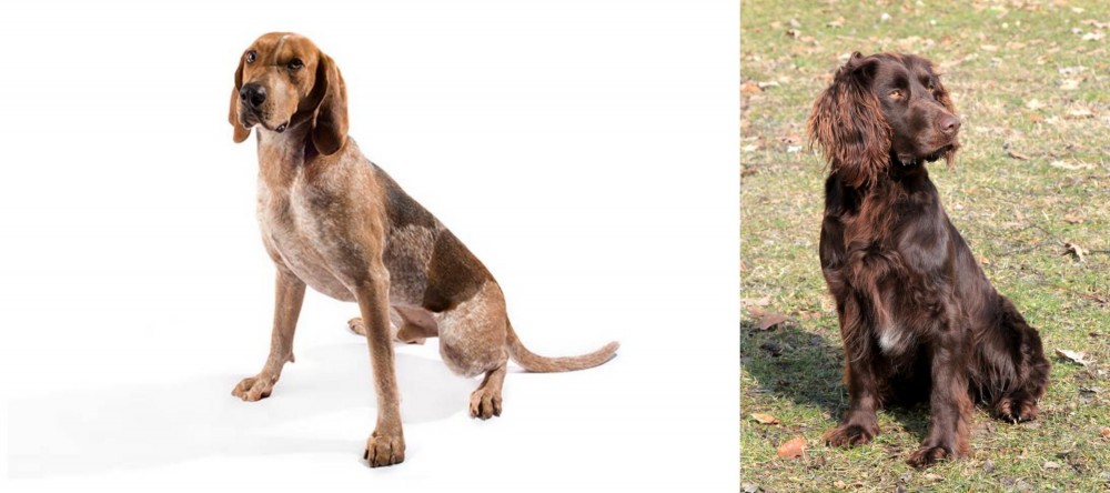 German Spaniel vs Coonhound - Breed Comparison