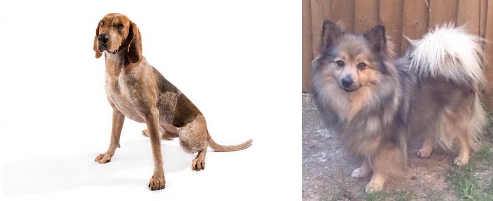 German Spitz (Mittel) vs Coonhound - Breed Comparison