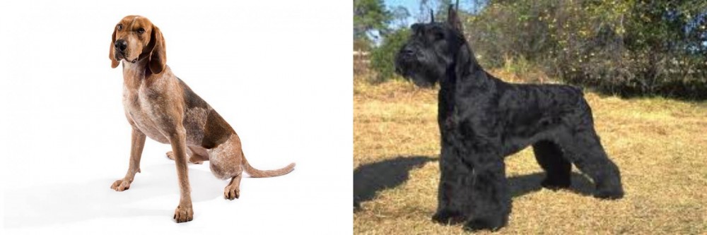 Giant Schnauzer vs Coonhound - Breed Comparison