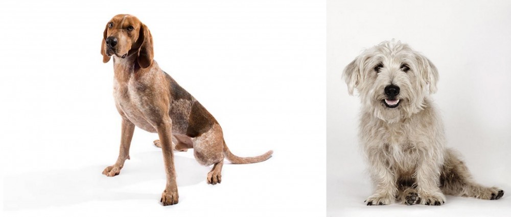 Glen of Imaal Terrier vs Coonhound - Breed Comparison