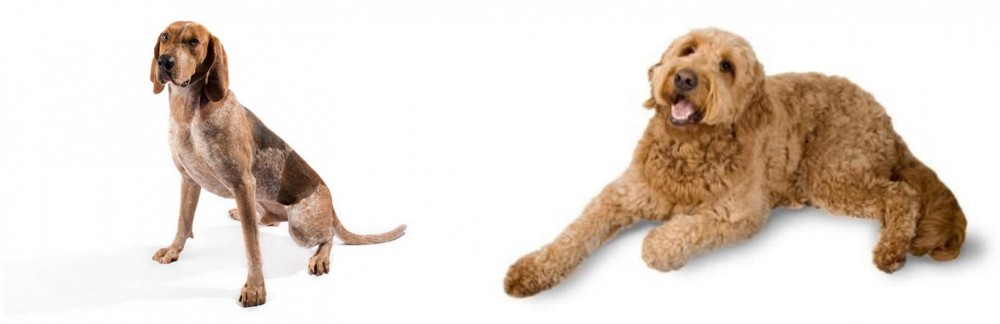 Golden Doodle vs Coonhound - Breed Comparison
