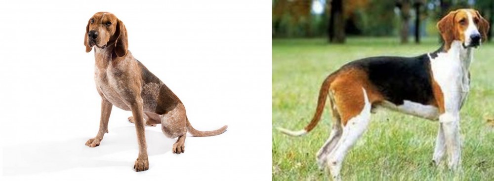 Grand Anglo-Francais Tricolore vs Coonhound - Breed Comparison