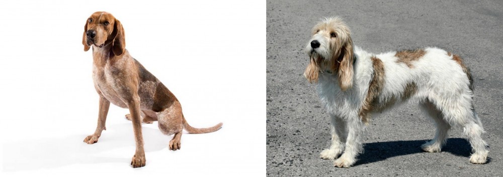 Grand Basset Griffon Vendeen vs Coonhound - Breed Comparison