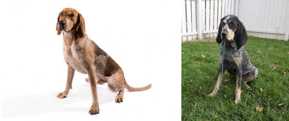 Grand Bleu de Gascogne vs Coonhound - Breed Comparison