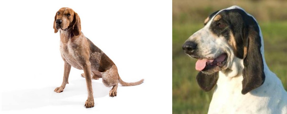 Grand Gascon Saintongeois vs Coonhound - Breed Comparison