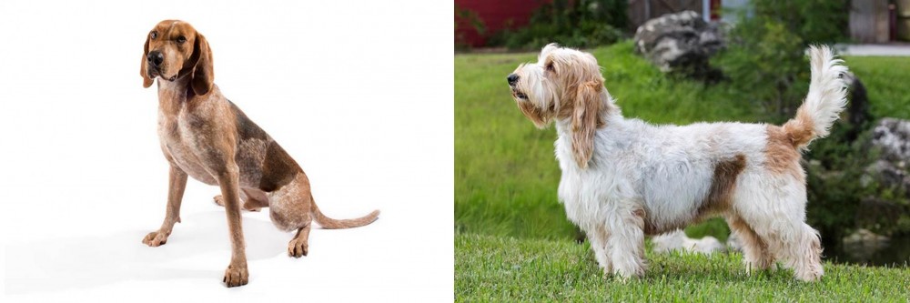 Grand Griffon Vendeen vs Coonhound - Breed Comparison