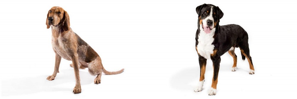 Greater Swiss Mountain Dog vs Coonhound - Breed Comparison