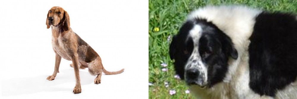 Greek Sheepdog vs Coonhound - Breed Comparison