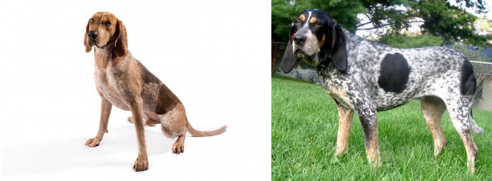 Griffon Bleu de Gascogne vs Coonhound - Breed Comparison