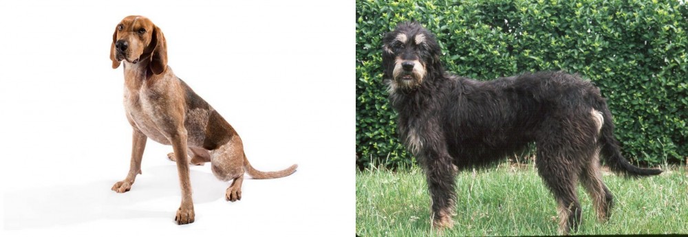 Griffon Nivernais vs Coonhound - Breed Comparison