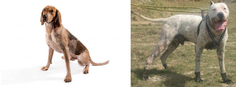 Gull Dong vs Coonhound - Breed Comparison