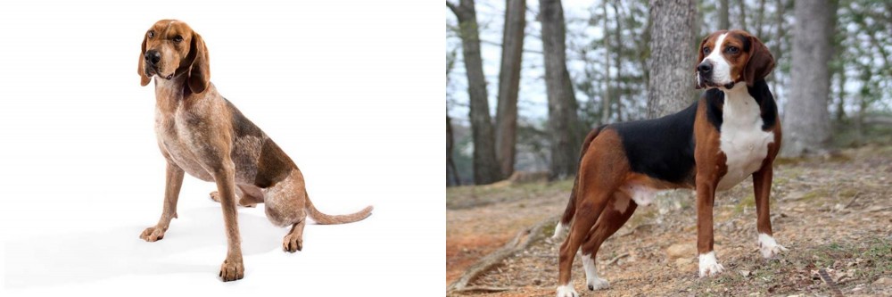 Hamiltonstovare vs Coonhound - Breed Comparison