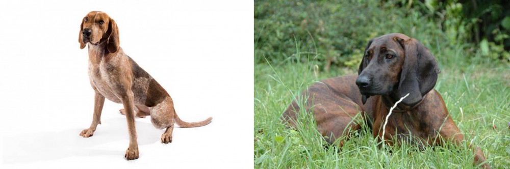 Hanover Hound vs Coonhound - Breed Comparison