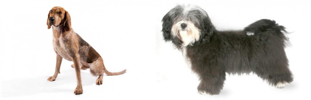 Havanese vs Coonhound - Breed Comparison
