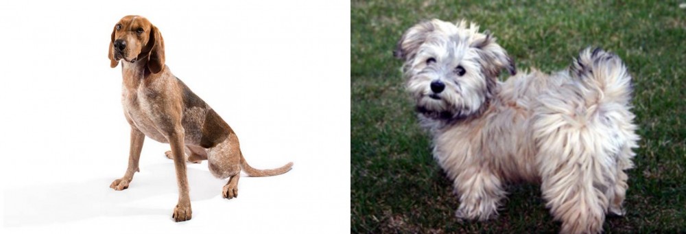 Havapoo vs Coonhound - Breed Comparison
