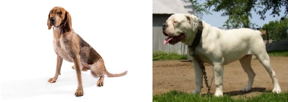 Hermes Bulldogge vs Coonhound - Breed Comparison