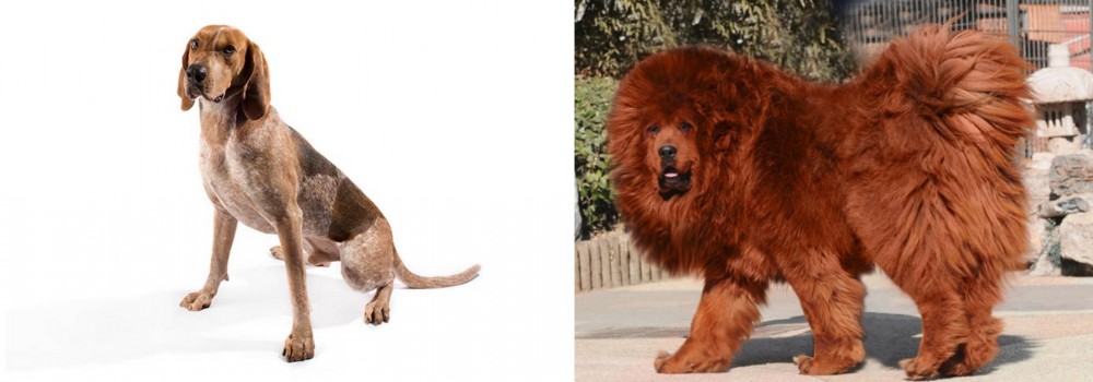 Himalayan Mastiff vs Coonhound - Breed Comparison