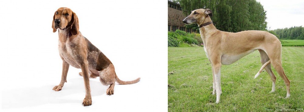 Hortaya Borzaya vs Coonhound - Breed Comparison