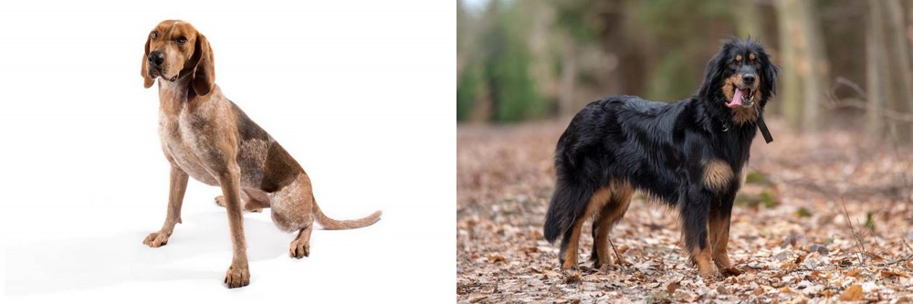 Hovawart vs Coonhound - Breed Comparison