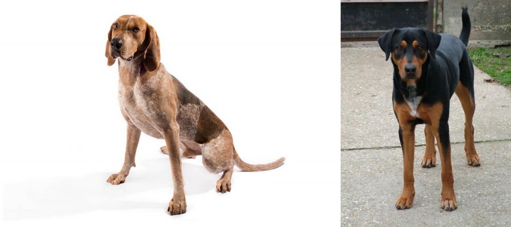 Hungarian Hound vs Coonhound - Breed Comparison