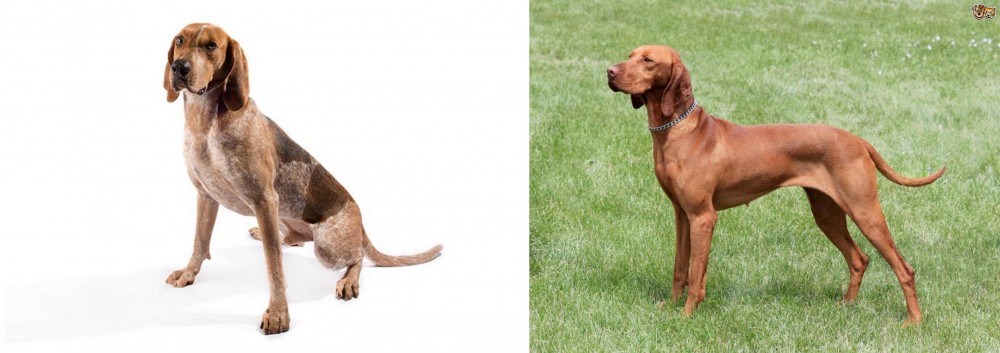 Hungarian Vizsla vs Coonhound - Breed Comparison