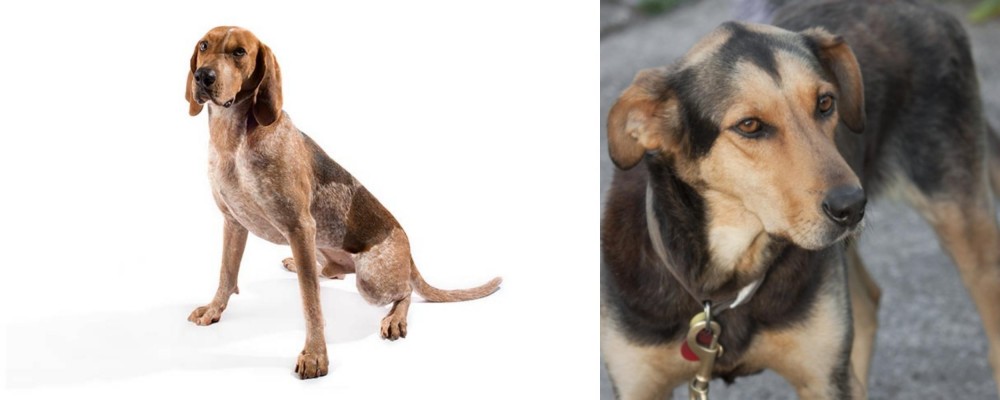 Huntaway vs Coonhound - Breed Comparison
