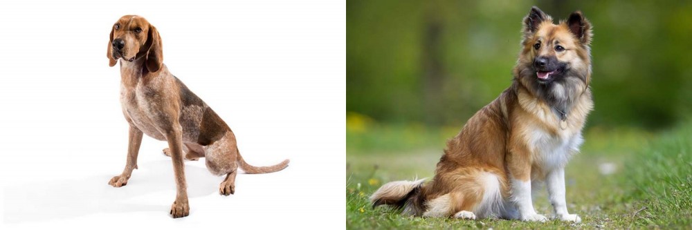 Icelandic Sheepdog vs Coonhound - Breed Comparison