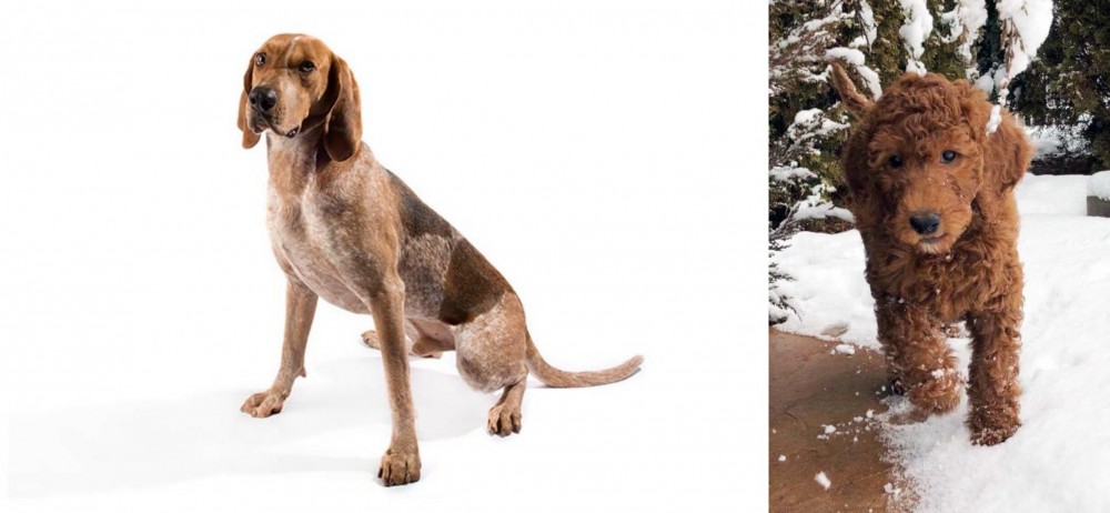 Irish Doodles vs Coonhound - Breed Comparison