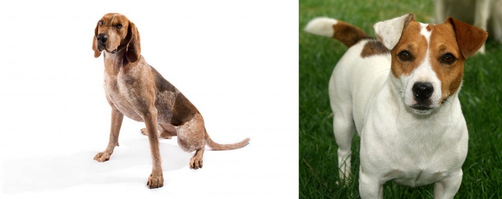 Irish Jack Russell vs Coonhound - Breed Comparison