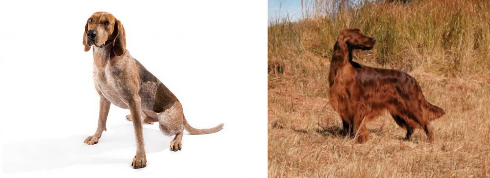 Irish Setter vs Coonhound - Breed Comparison